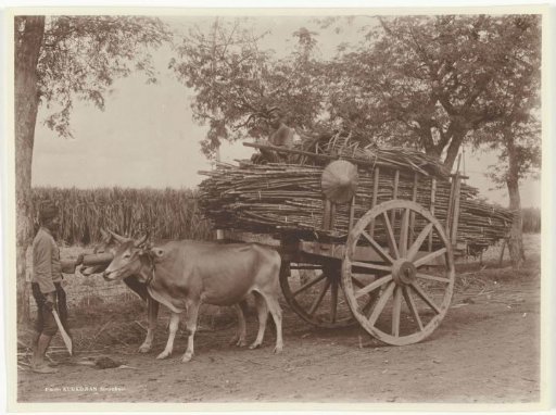 Reed transport, former Dutch East Indies