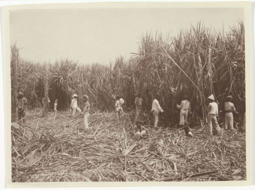 Reed harvest, former Dutch East Indies