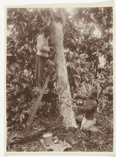 Rubber tappers, former Dutch East Indies