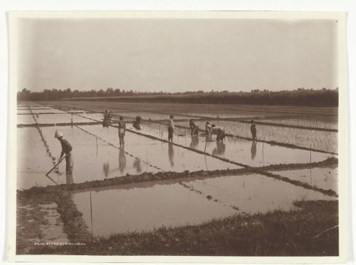Planting rice on a sawah, former Dutch East Indies
