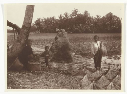 Drying rice plants, former Dutch East Indies