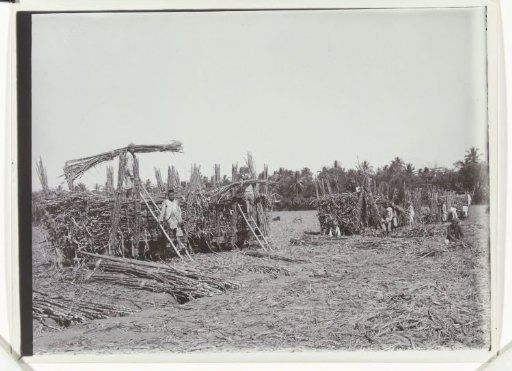 Sugarcane plantation at the sugar enterprise Nieuw Tersana, Cheribon, former Dutch East Indies
