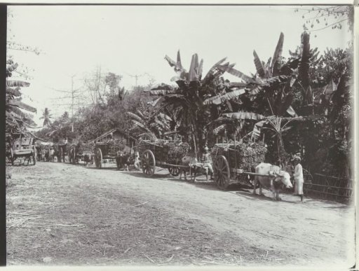 Sugarcane transport with oxen at the sugar enterprise Nieuw Tersana, Cheribon, former Dutch East Indies