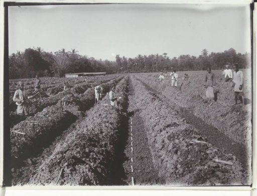 Planting of sugarcane on the plantation of the sugar enterprise Nieuw Tersana, Cheribon, former Dutch East Indies