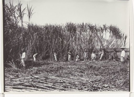 Harvesting of sugarcane on the plantation of the sugar enterprise Nieuw Tersana, Cheribon, former Dutch East Indies