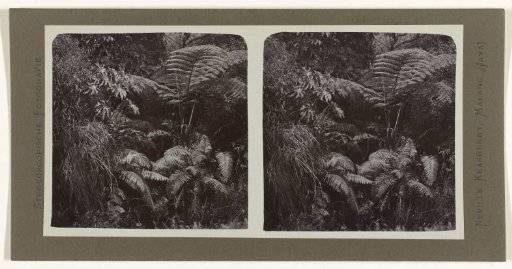 Tree ferns.