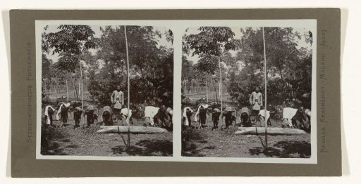 Javanese women cleaning a rubber garden.