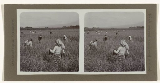 Cutting rice stalks by Javanese workers