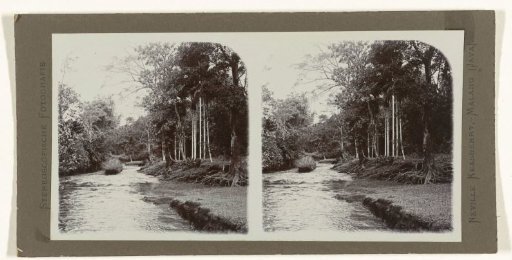 Forest and river landscape