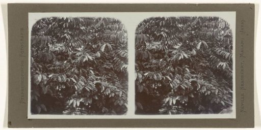 Fruit-bearing Robusta coffee bush