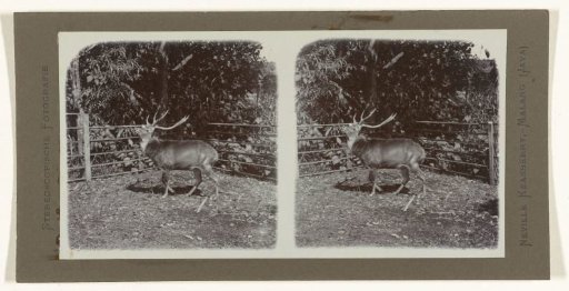 Javanese deer in captivity.