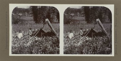 Harvesting and shelling corn in the shade