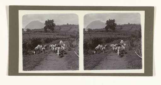 Sheepherder with a flock of sheep at Gunung Kawi