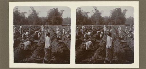 Preparing the plant furrows for planting sugar