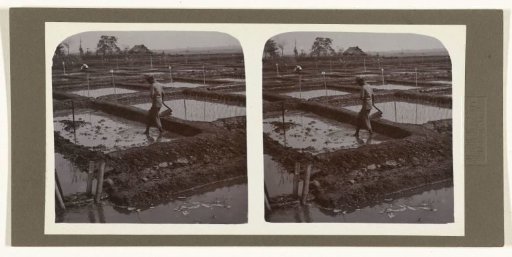 Ploughing of rice fields