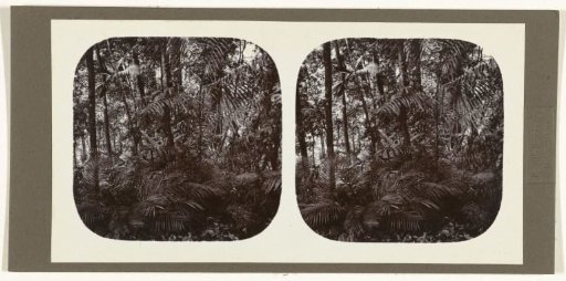 Forest with rattan palms