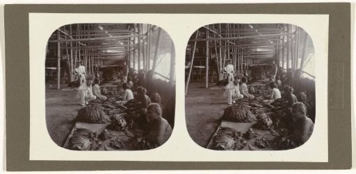 Sorting of picked tobacco leaves