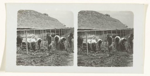 Drying of tobacco leaves