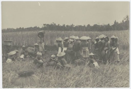 Rest during the rice harvest