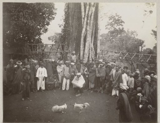 Two fighting roosters in an arena with spectators