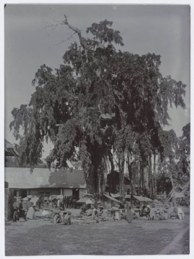 A Waringin tree