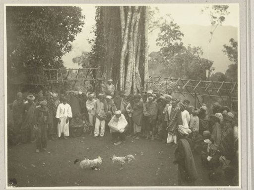 Two fighting cocks in an arena with spectators