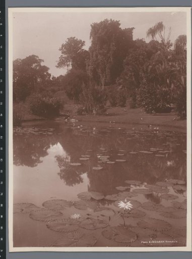 Botanical Garden of Buitenzorg