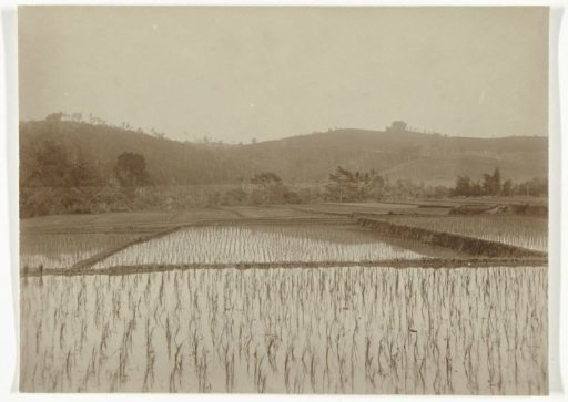 Landscape with sawah, former Dutch East Indies