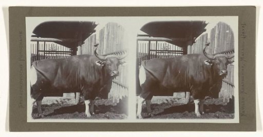Banteng bull with large horns