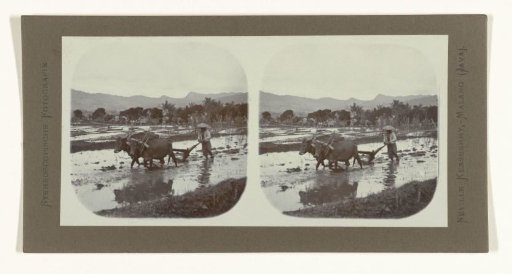 Plowing sawahs using water buffalo