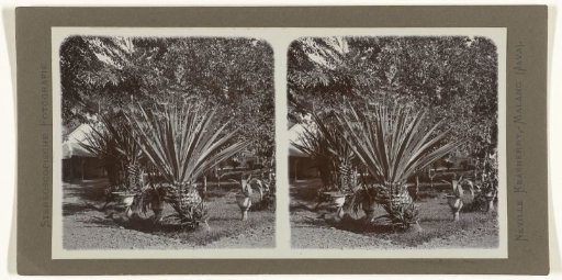 Agave plants in a garden