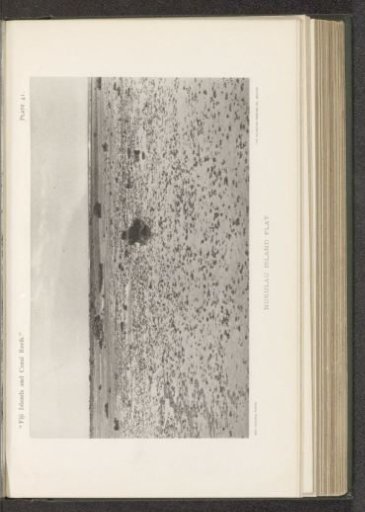 View of a coral reef off the coast of Nukulau