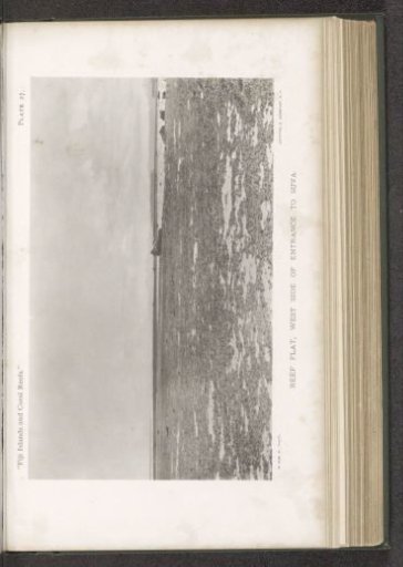 View of a coral reef at Suva