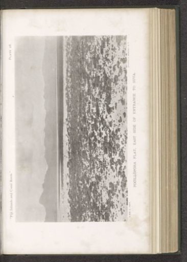 View of a coral reef with pocillopora coral at Suva