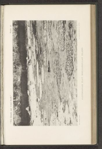 View of a plain with octocorals before an island of Fiji