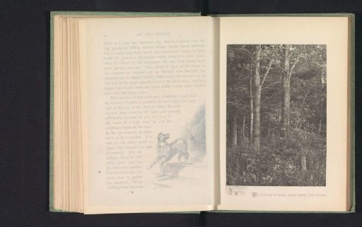 Forest in the Catskill Mountains