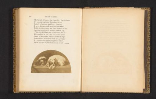Photographic reproduction of a print depicting two dogs