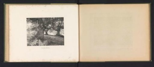 View of Trees in Burnham Beeches