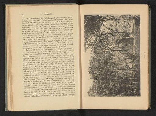 View of a forest with pandan in what is likely Buitenzorg