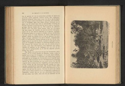 View of a nut plantation in the Moluccas