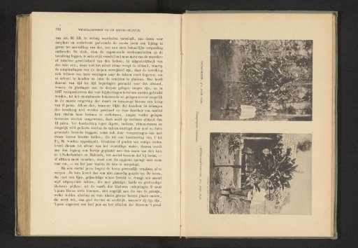 Man next to a cocoa tree and a coffee tree in the Dutch East Indies