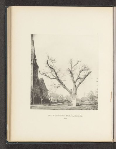The Washington Elm, Cambridge
