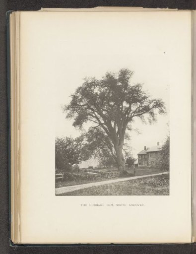 View of an elm next to a farm in North Andover