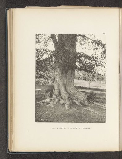 Trunk of an elm in North Andover