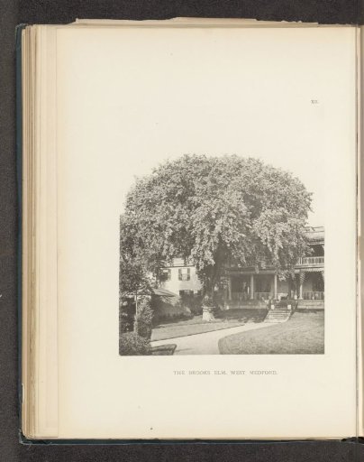 The Brooks elm, West Medford