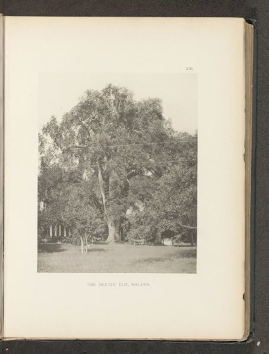 The Dexter elm, Malden