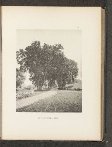 The Westford elm
