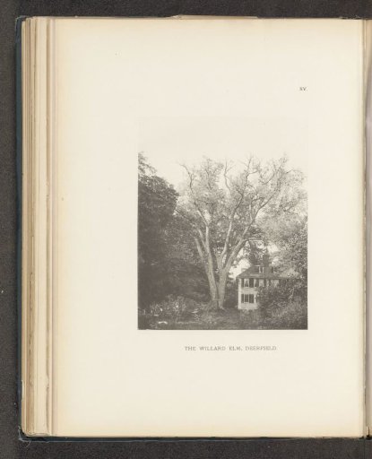 The Willard elm, Deerfield
