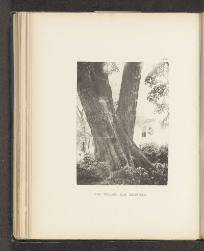 The Willard elm, Deerfield