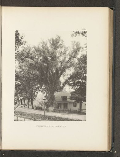 Feathered elm, Lancaster